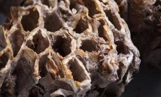 中药露蜂房的副作用与禁忌_露蜂房的危害与不良反应