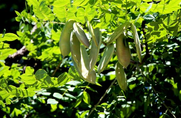 中药皂角刺一般用量是多少克_皂角刺的用法用量