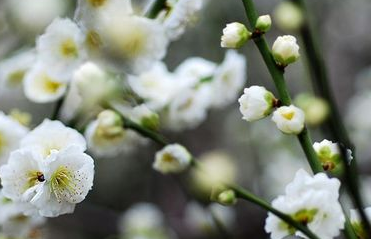 中药绿萼梅的副作用与禁忌_绿尊梅的危害与不良反应