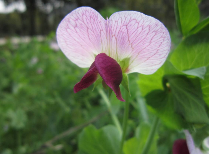 芫花药性歌诀口诀_芫花性味归经歌括