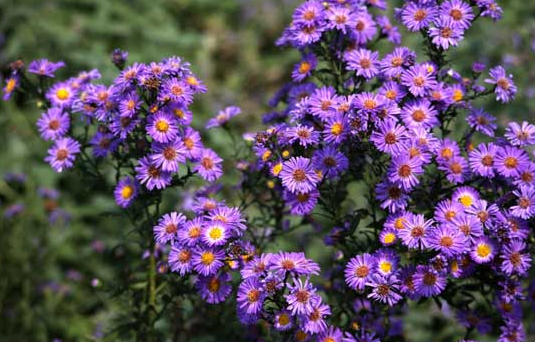 中药紫菀的副作用与禁忌_紫菀的危害与不良反应