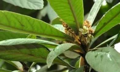 中药枇杷叶的副作用与禁忌_枇杷叶的危害与不良反应