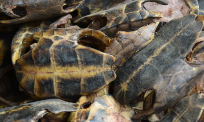 中药龟板的副作用与禁忌_龟板的危害与不良反应