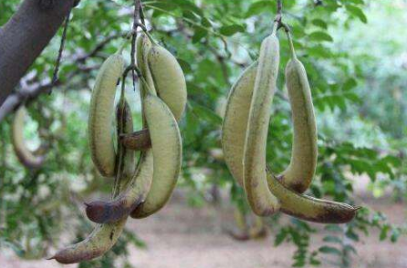 皂角刺药性歌诀口诀_皂角刺性味归经歌括