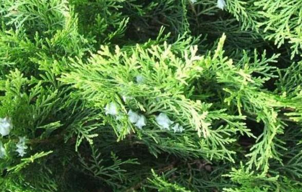 四生丸方歌趣记歌诀与方解_速记口诀与运用要点