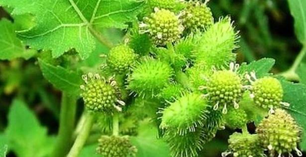 苍耳散方歌趣记歌诀与方解_速记口诀与运用要点