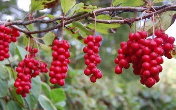 胡希恕大柴胡合桂枝茯苓丸加细辛五味子治咳喘医案