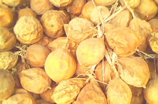 张子健瓜蒌消肿散治疗乳腺癌医案