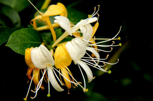 赵黎英清金止嗽汤治疗长期咳嗽医案