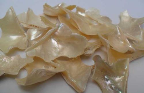 珍珠母丸的神奇功效与作用_组成、功用主治与现代新用途