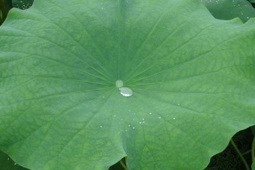 四生丸的神奇功效与作用_组成、功用主治与现代新用途