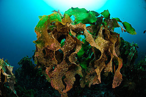 海藻玉壶汤的神奇功效与作用_组成、功用主治与现代新用途