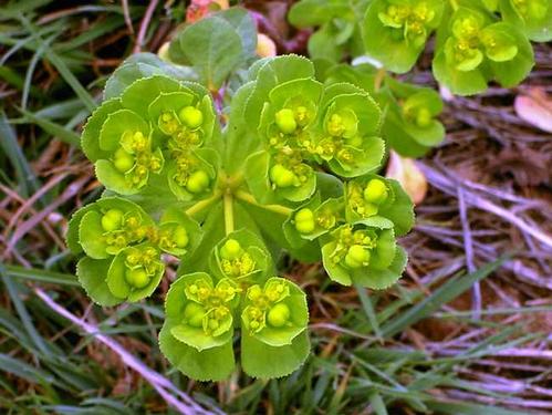 甘遂半夏汤原文用法用量与原方组成注解