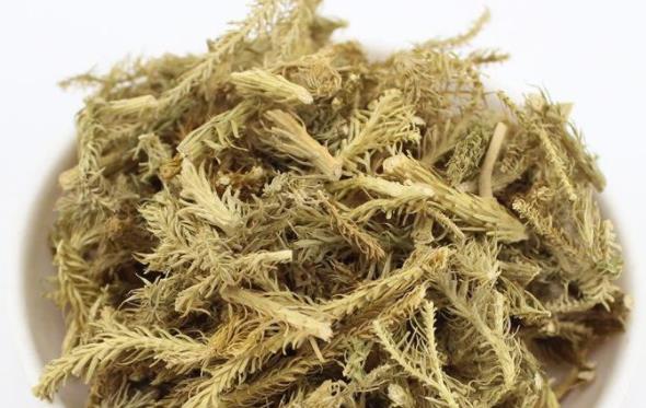 伸筋草的用量多少克_最大剂量、一般用量与作用功效