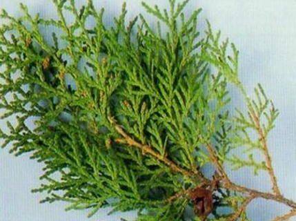 柏叶汤原文用法用量与原方组成注解