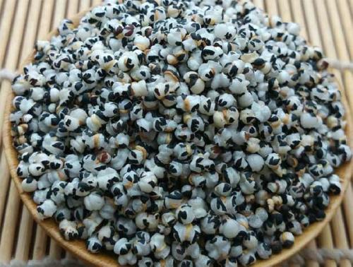 王不留行散原文用法用量与原方组成注解