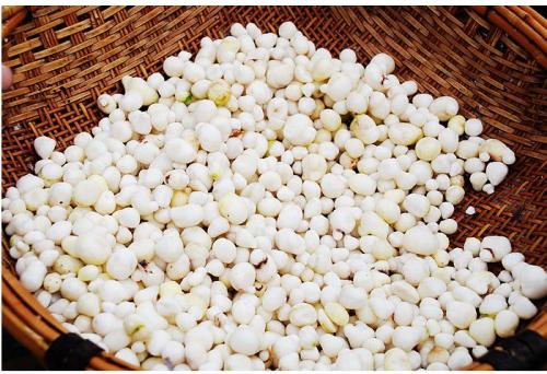 大半夏汤原文用法用量与原方组成注解