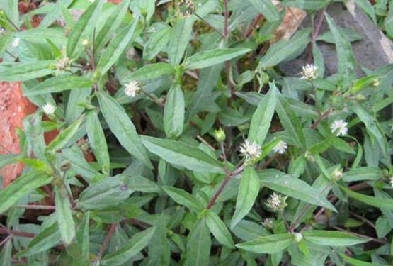 旱莲草的用量多少克_最大剂量、一般用量与作用功效