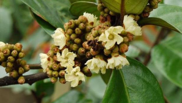 丁公藤的用量多少克_最大剂量、一般用量与作用功效