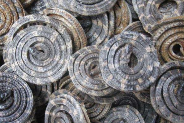 金钱白花蛇的用量多少克_最大剂量、一般用量与作用功效