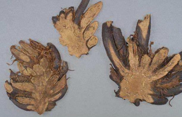 绵马贯众的用量多少克_最大剂量、一般用量与作用功效