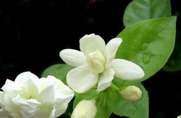 代代花的用量多少克_最大剂量、一般用量与作用功效