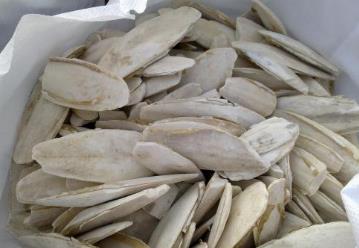 乌贼骨的偏方与民间单方大全