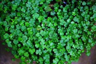 天胡荽的偏方与民间单方大全