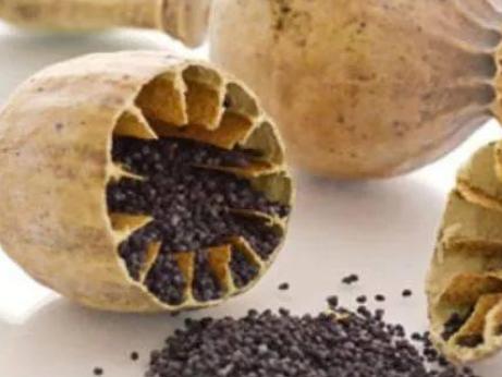 苦楝皮的偏方与民间单方大全