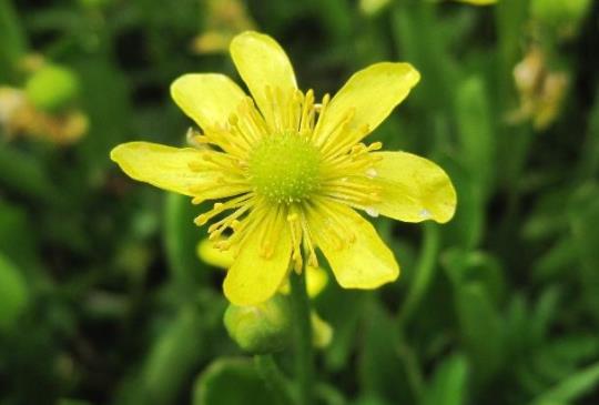 毛莨的用量与副作用_怎么解除消失