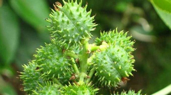 蓖麻子的用量与副作用_怎么解除消失