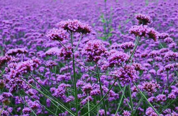 马鞭草的用量与副作用_怎么解除消失