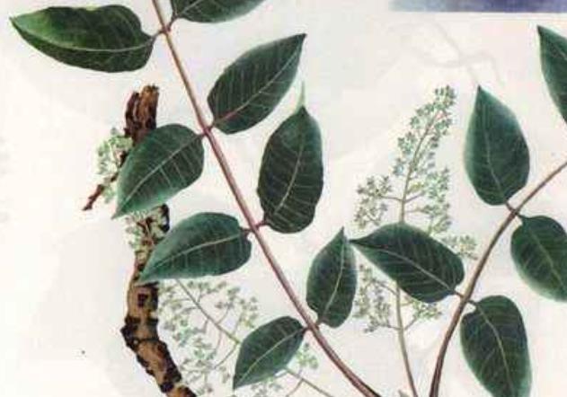 干漆的用量与副作用_怎么解除消失