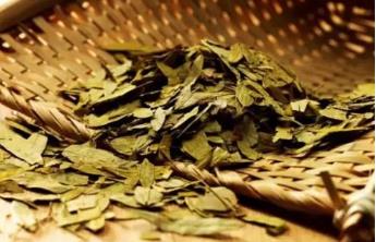 天竺黄的禁忌人群与使用剂量_天竺黄不适合什么人