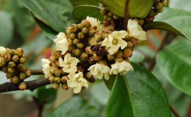 丁公藤的用量与副作用_怎么解除消失