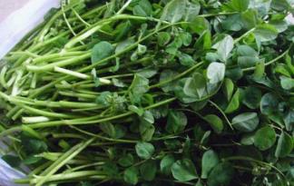 野生菜紫菜的吃法_养生吃法与做法