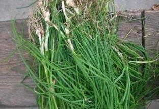 野生菜紫花地丁的吃法_养生吃法与做法