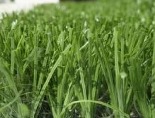 野生菜玉竹的吃法_养生吃法与做法