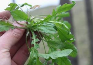 野生菜蒲菜的吃法_养生吃法与做法