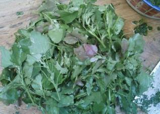 野生菜蕨菜的吃法_养生吃法与做法