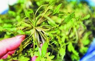 野生菜黄花菜的吃法_养生吃法与做法