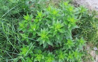 野生菜枸杞菜的吃法_养生吃法与做法