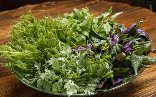 野生苦菜的作用功效、营养价值与药用食疗偏方