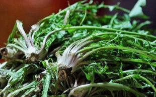苦菜的功效与作用禁忌_苦菜禁忌人群与注意事项