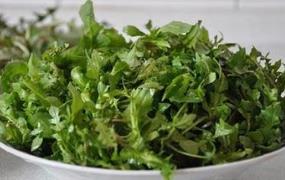 野豌豆的功效与作用禁忌_野豌豆禁忌人群与注意事项