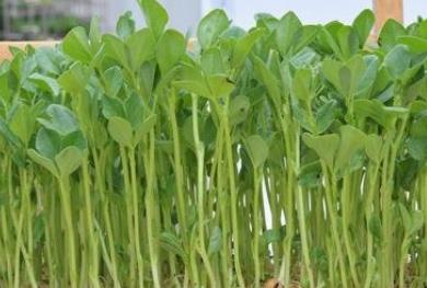 萝卜芽的功效与作用禁忌_萝卜芽禁忌人群与注意事项