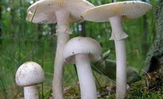 白蘑的功效与作用禁忌_白蘑禁忌人群与注意事项