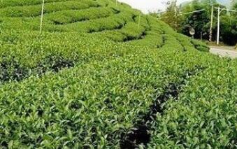 茶叶的功效与作用禁忌_茶叶禁忌人群与注意事项