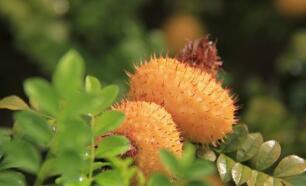 刺梨的营养价值及作用功效禁忌_吃刺梨的好处与妙用