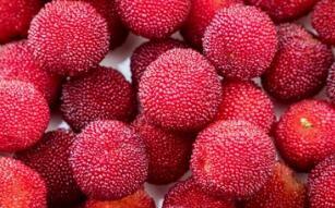 杨梅的营养价值及作用功效禁忌_吃杨梅的好处与妙用